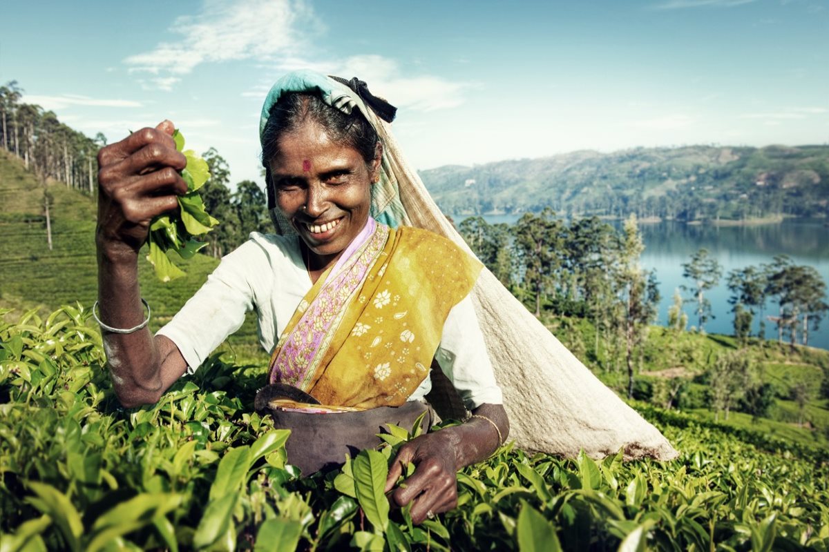 Sběračka čajových lístků na Srí Lance