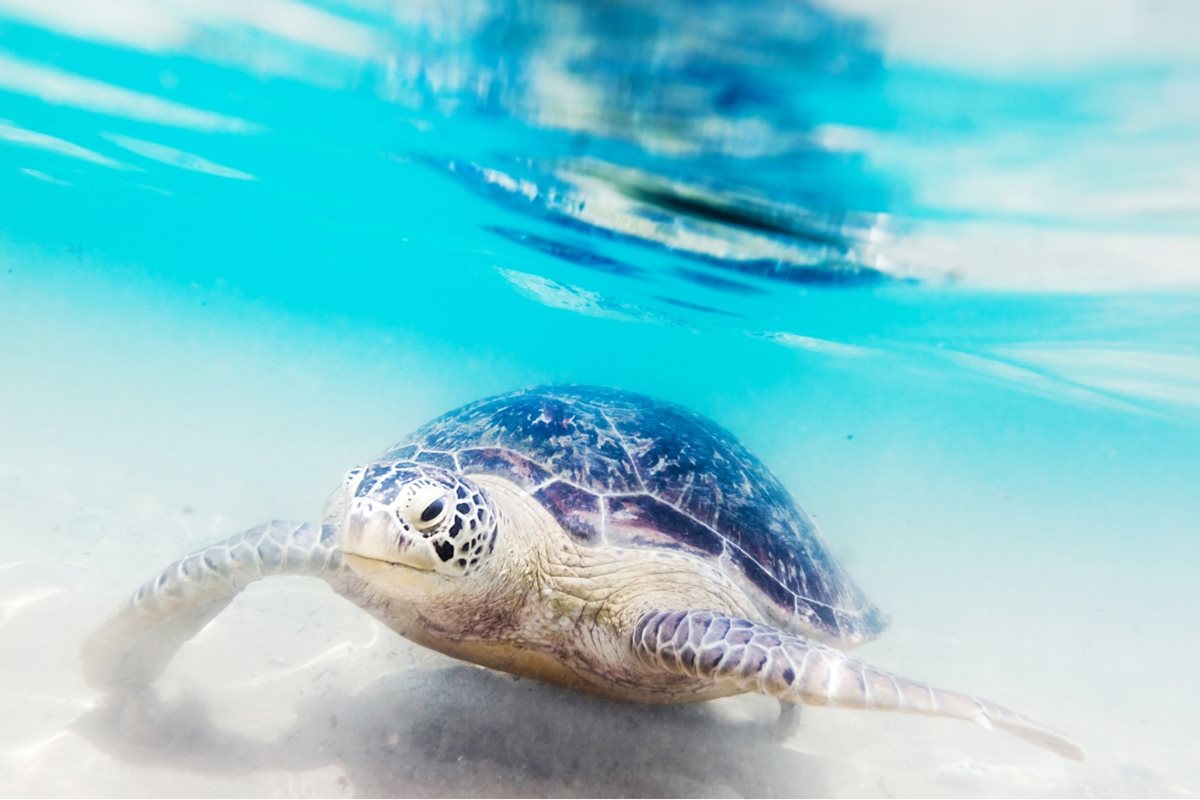 Mořská želva, Srí Lanka