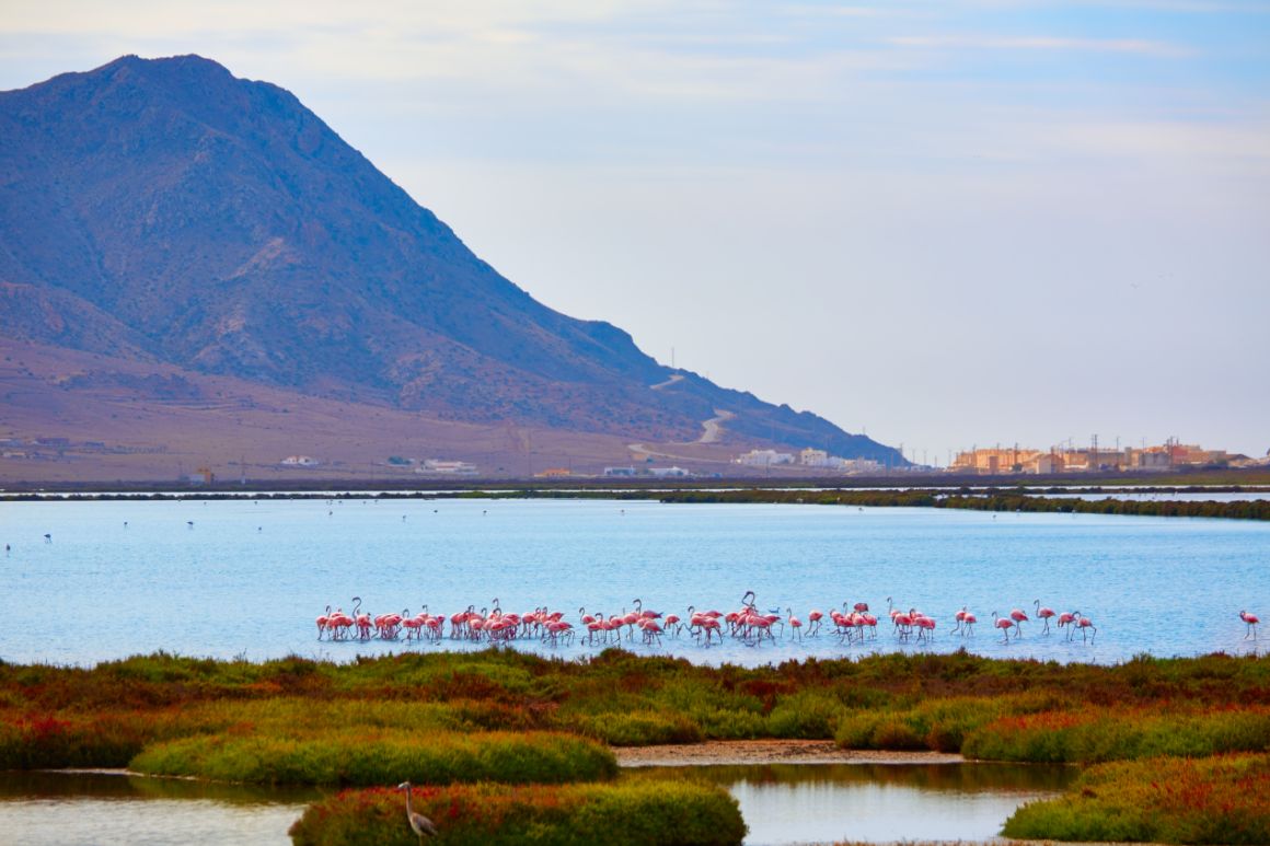 Plameňáci na Las Salinas, Costa de Almería