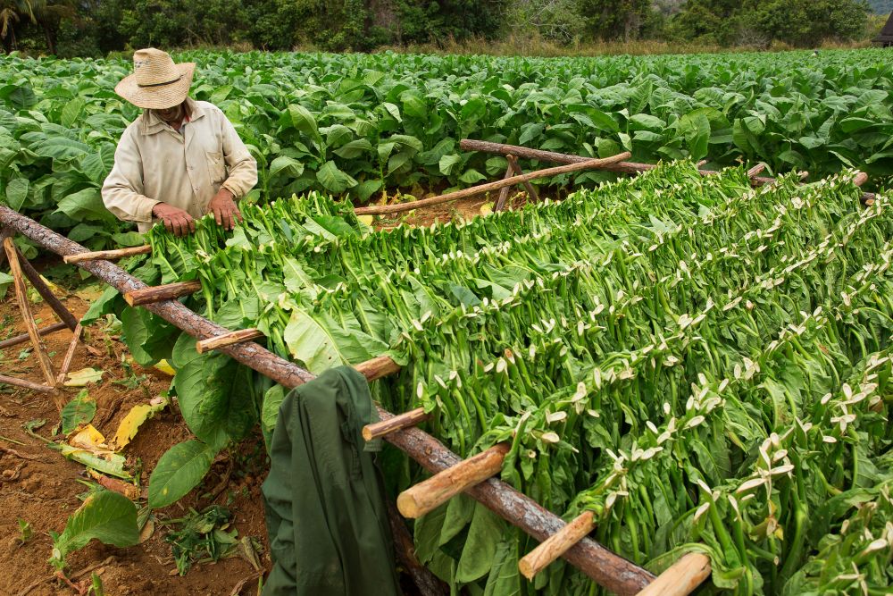 Tabáková farma na Kubě Tabáková farma na Kubě