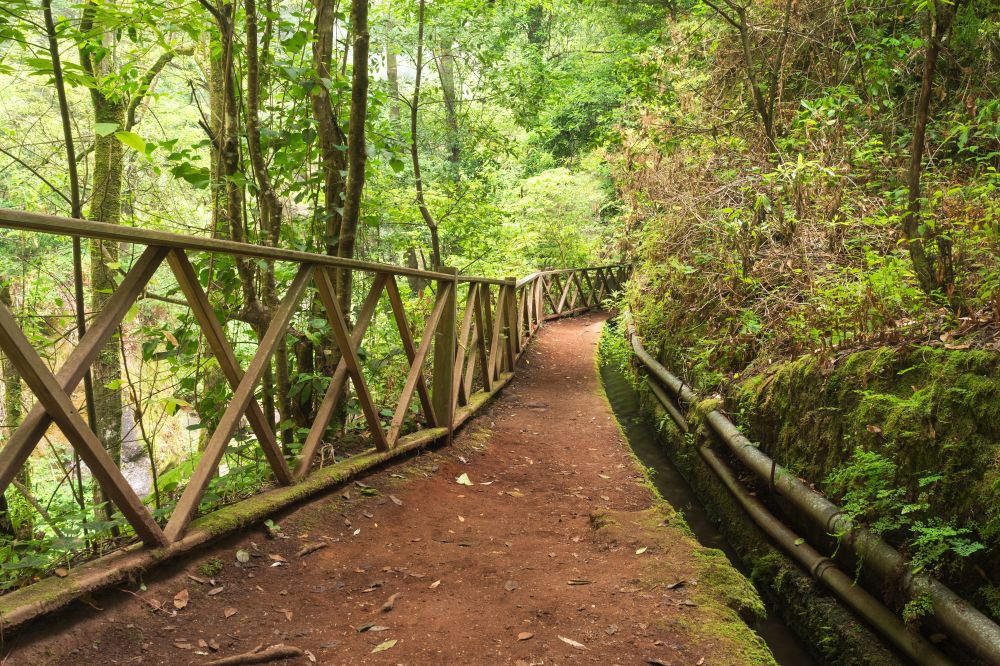 Cesta pralesem Los Tilos, La Palma