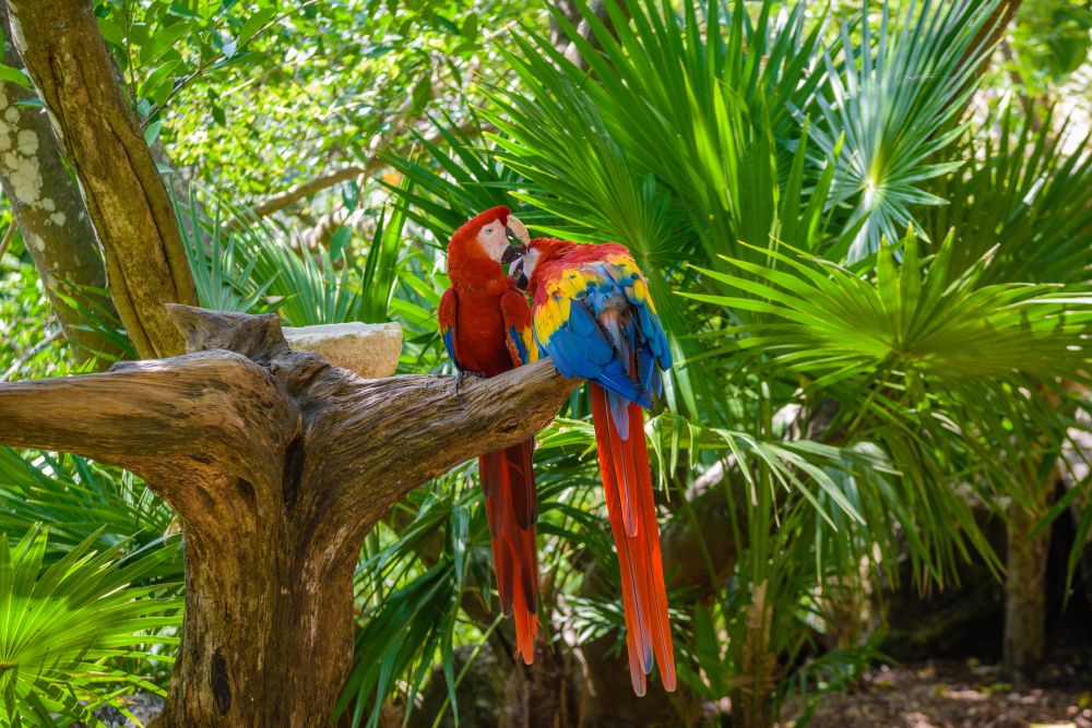 Papoušci, Playa del Carmen