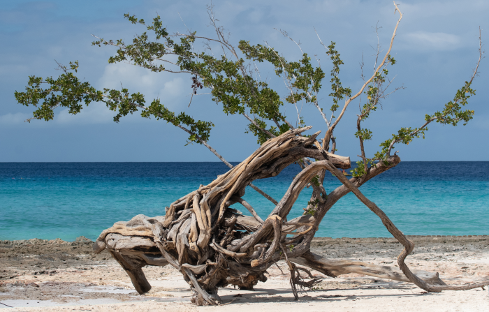 Playa Pesquero