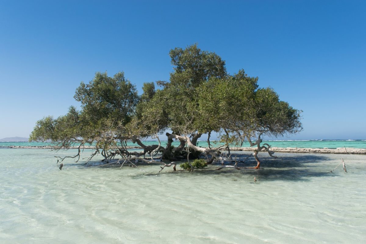 Mangrovové stromy v národním parku Wadi El Gamal, Marsa Alam