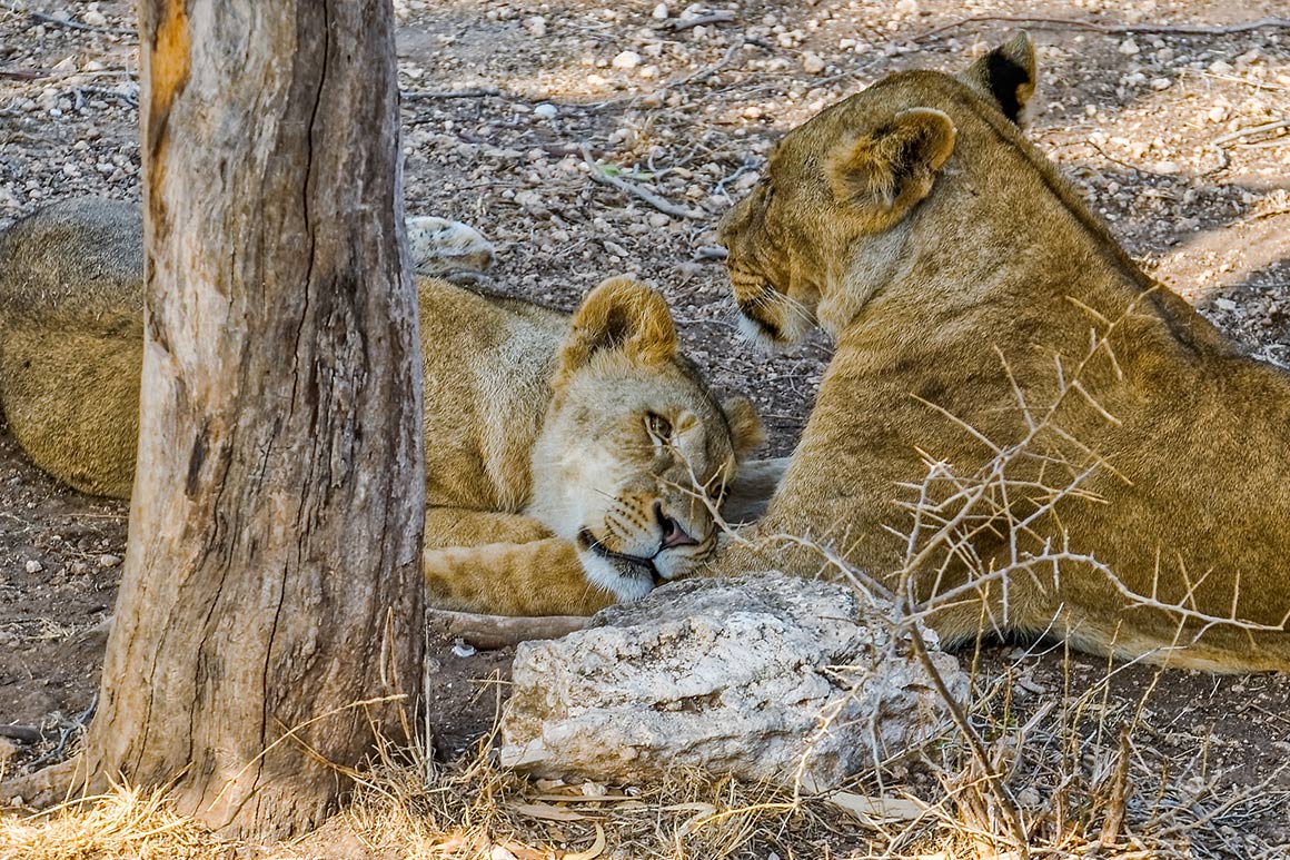 Lvi v safari Friguia