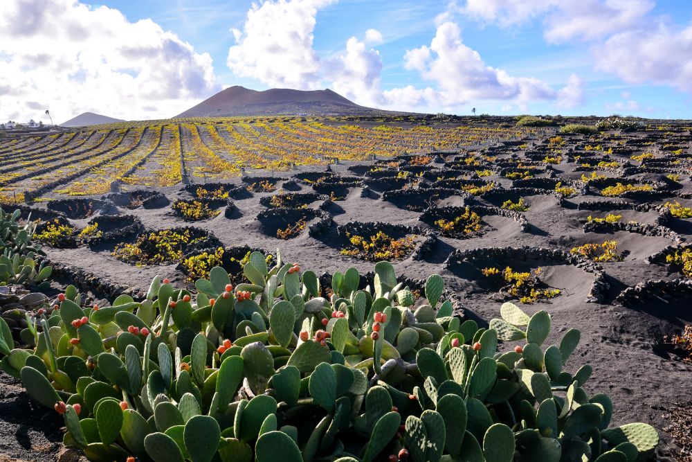 Vinice La Geria na Lanzarote, Kanárské ostrovy