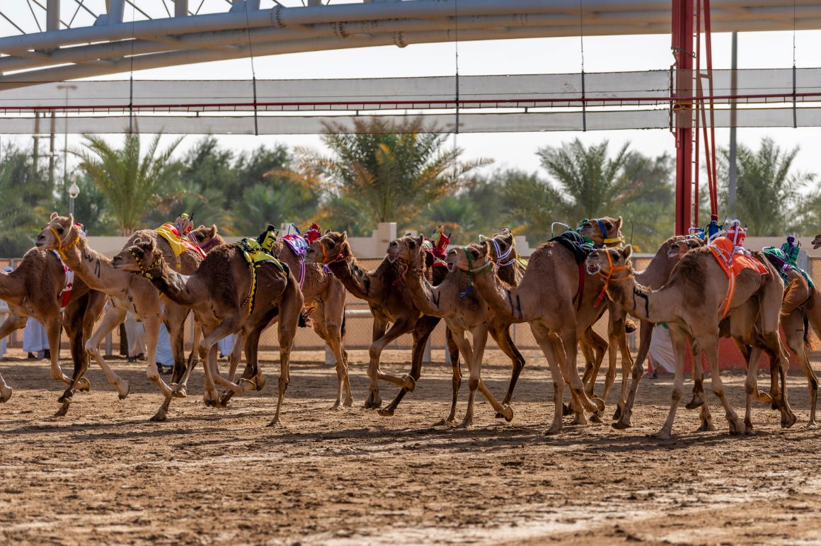 Velbloudí dráha v Umm Al Quwain