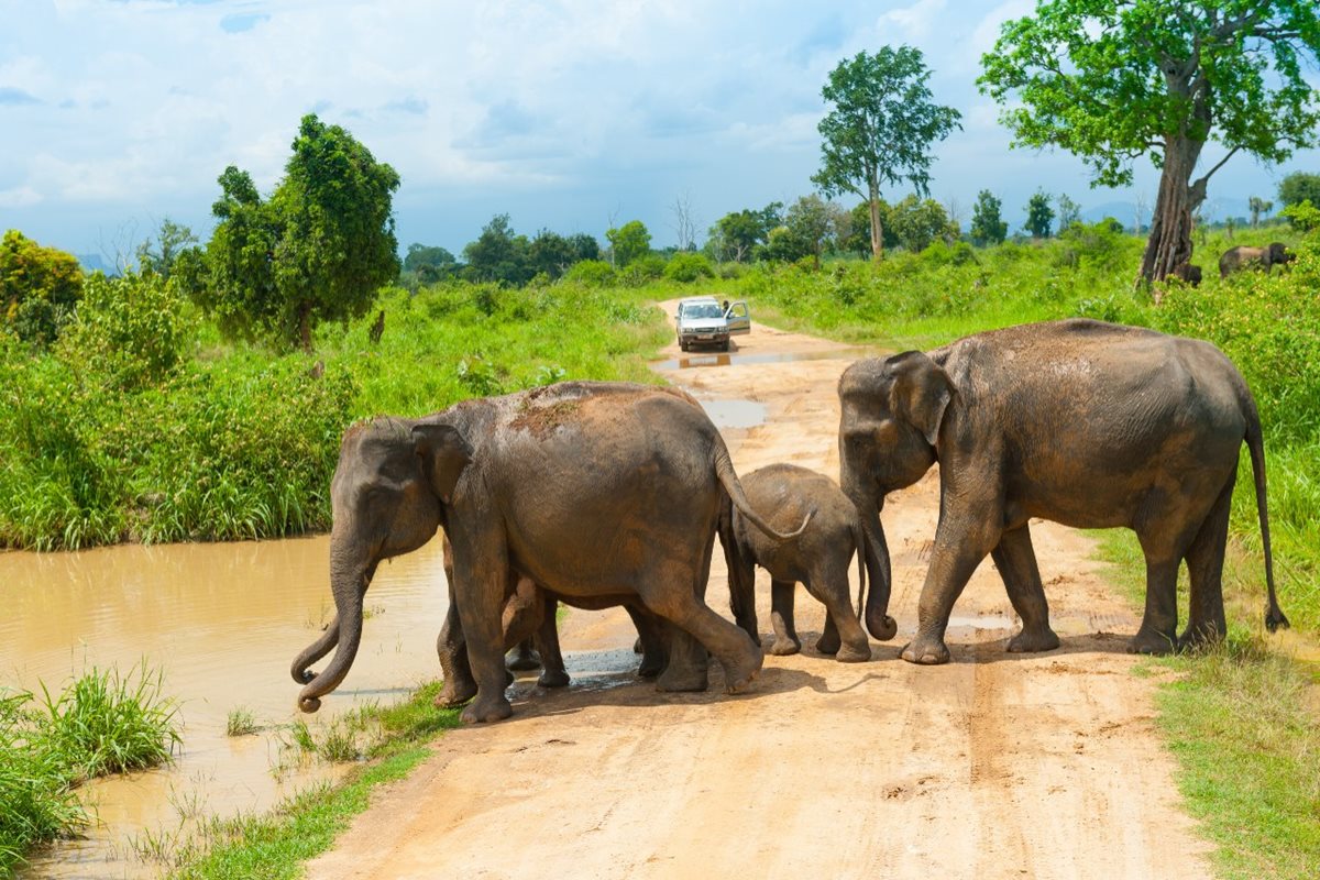 Sloni v NP Udawalawe, Srí Lanka